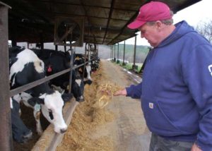 Robert M. “Bobby” Jones, who owns and operates Poor House Dairy Farm near Farmville, feeds his dairy cows. Jones won one of 10 Virginia Clean Water Farm Grand Basin Awards this year. Poor House Dairy is one of several farms we plan to visit on our journey. Credit: Farmville Herald, Feb 4, 2016