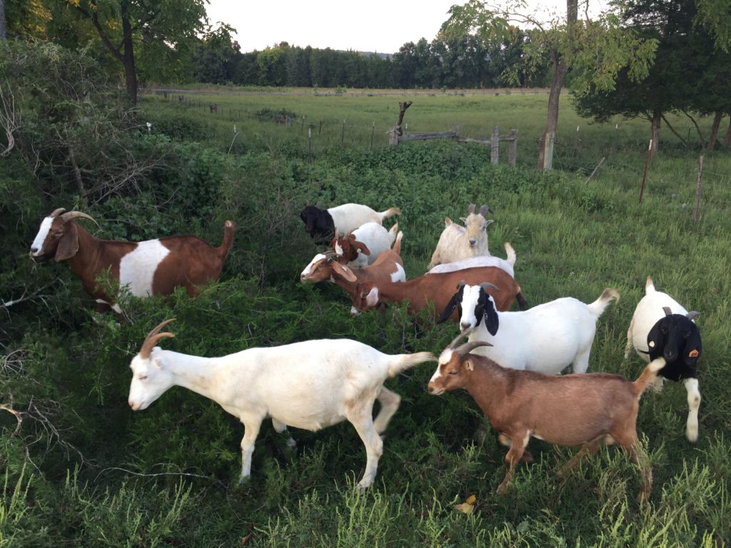 LoSU's base, Independence FUNie Farm's main operation is the growing market goat herd.