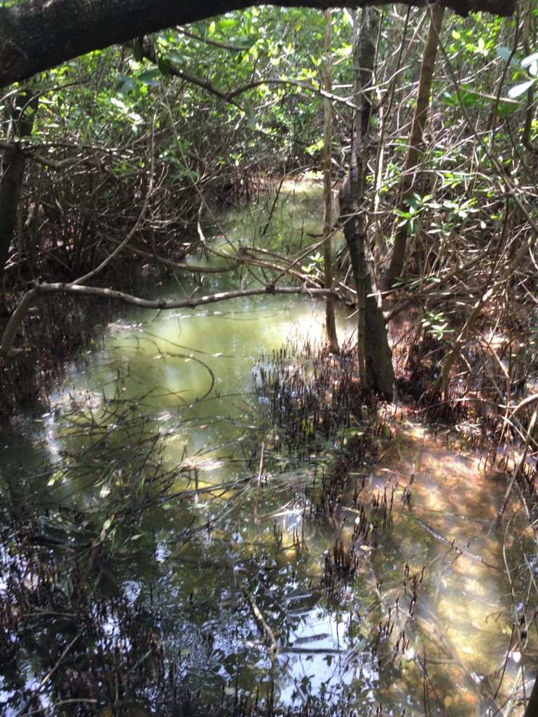 Tidal mangrove swamps