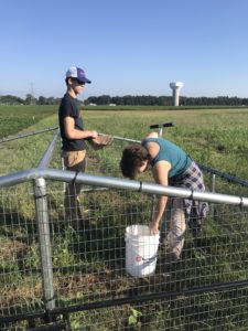 LSUHS students assisting VSU rabbit project