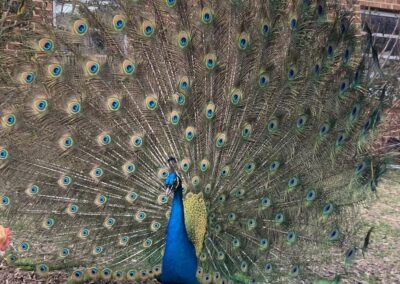 School farm's resident peacock, Henry, showing off!