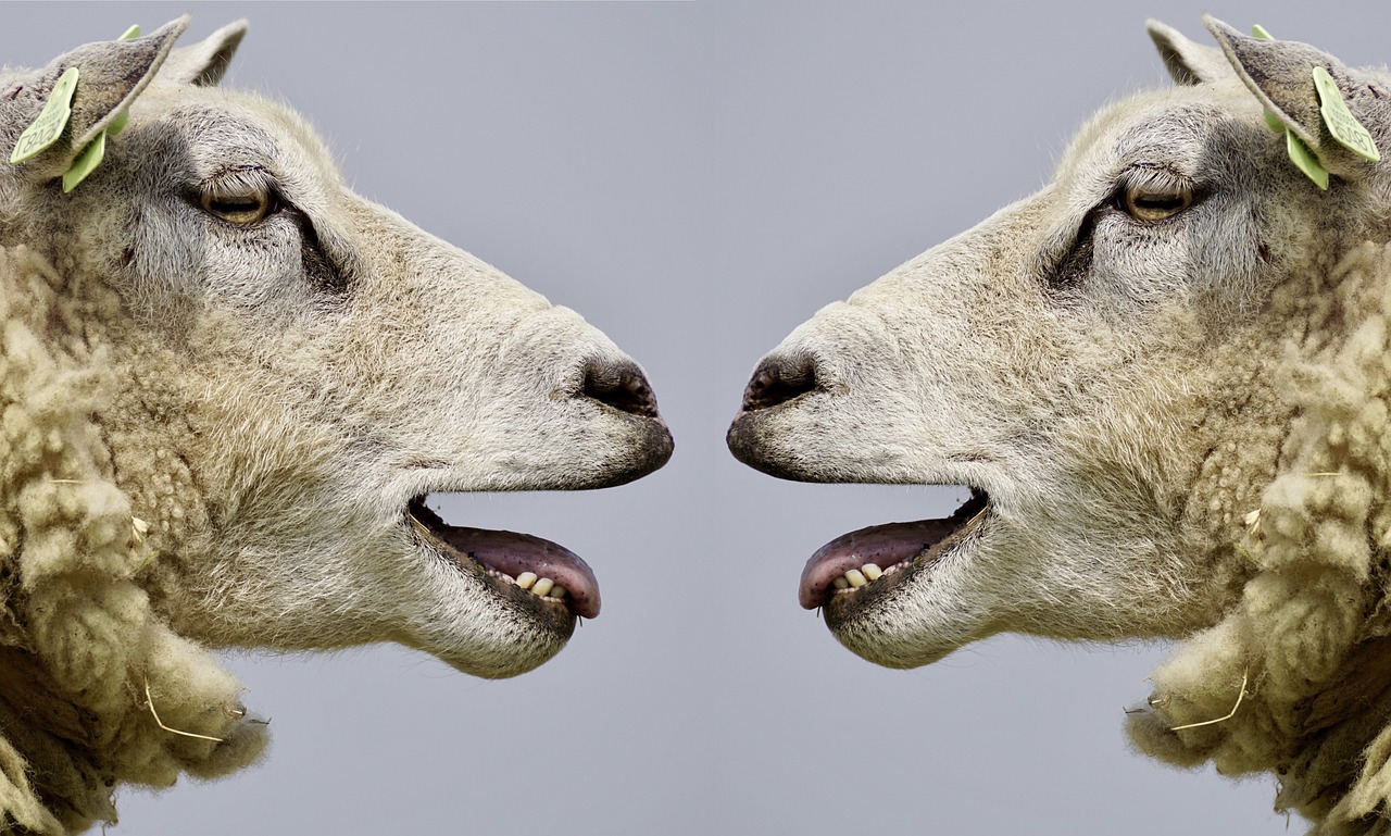 photo closeup of two white sheep facing each other with their mouths open