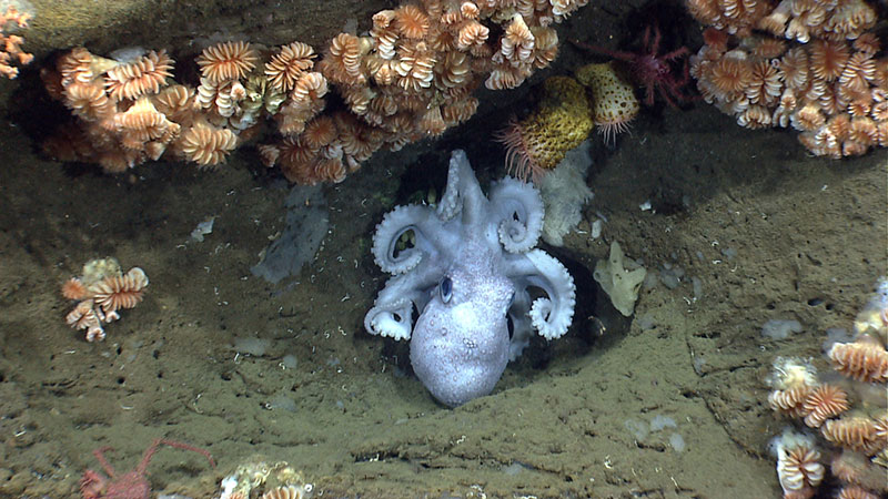 Summer Camp: Ocean Exploration & NOAA Visit